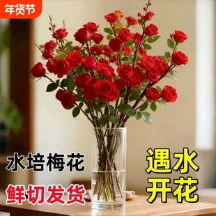 【遇水开花】浓香型水培鲜切梅花干枝带花苞室内耐寒花卉绿植年宵