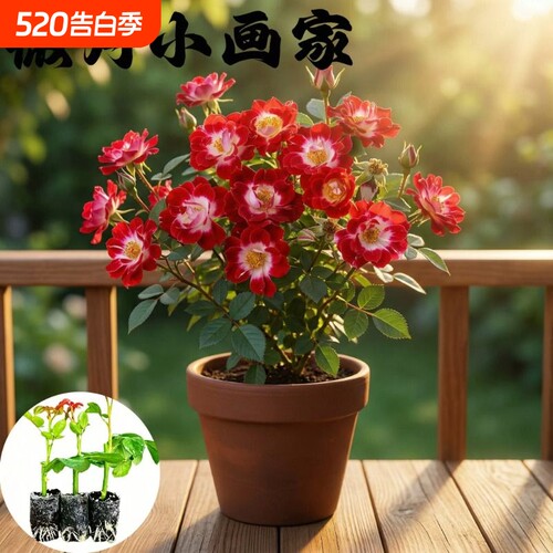 小画家月季花苗小苗大花浓香月季苗阳台庭院绿植盆栽花卉果汁索菲