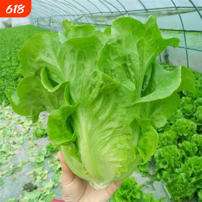 奶油生菜种子大叶速生菜四季播种可生吃沙拉蔬菜种子豌豆茼蒿菠菜