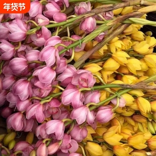 大花蕙兰鲜切花鲜花兰花带花苞大花惠兰水培绿植鲜花云南直发花束