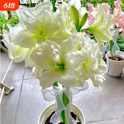 进口朱顶红重瓣盆栽室内花卉四季大全庭院好养活耐热焦点耐寒大花