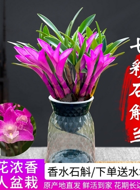 七彩香水石斛兰花四季好养绿植净化空气客厅室内水培带花盆栽花卉