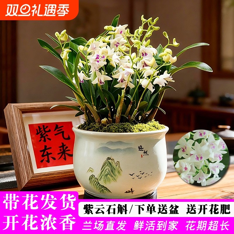 带花香水紫云石斛兰花苗带盆栽好室内好养浓香花卉盆栽送礼年宵花