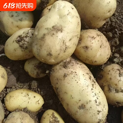 贵州威宁米拉洋芋洋当季