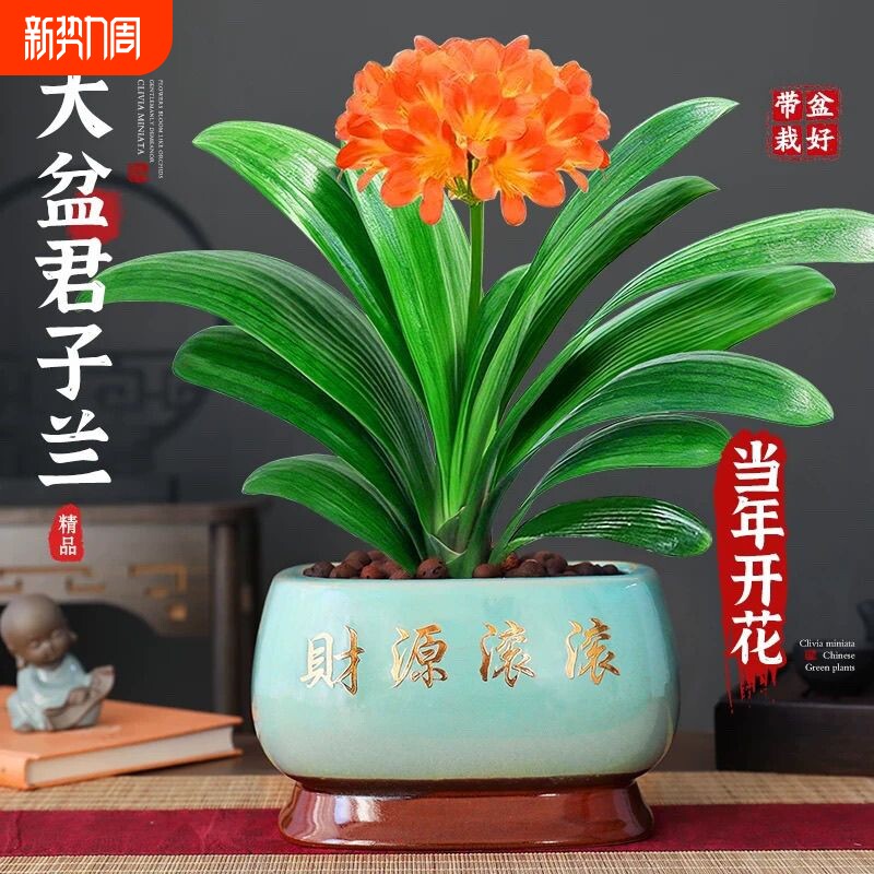 四季君子兰盆栽带花苞客厅绿植国宝级精品名贵兰花卉植物室内多肉