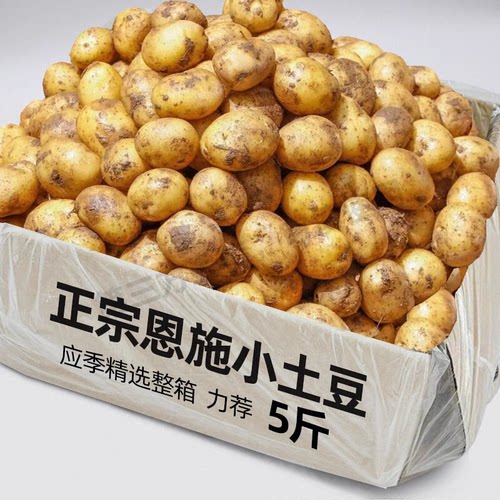 正宗恩施小土豆现挖湖北新鲜黄心土豆当季蔬菜迷你马铃薯洋芋