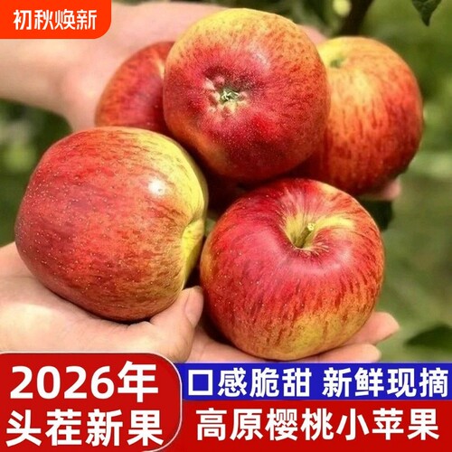 云南樱桃小苹果新鲜水果红露冰糖心丑苹果现摘发脆甜多汁水果整箱