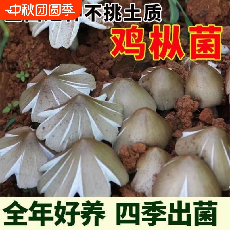鸡枞菌草包高产菌伞把菇图片