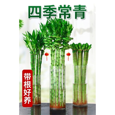 带根龙竹文昌转运发财富贵