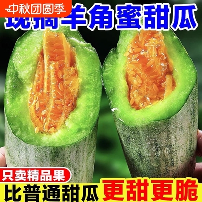【A＋】山东头茬羊角蜜甜瓜现摘羊角脆水果新鲜应季瓜哈蜜瓜香瓜