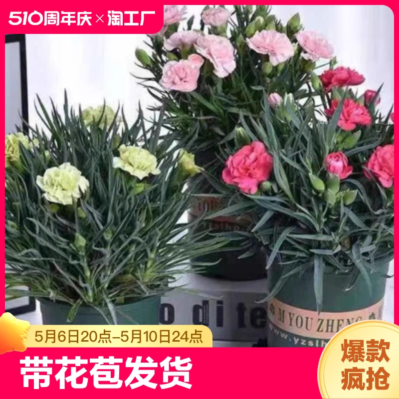 康乃馨盆栽带花苞大花四季开花室内阳台菊花花苗好养绿植花卉礼物