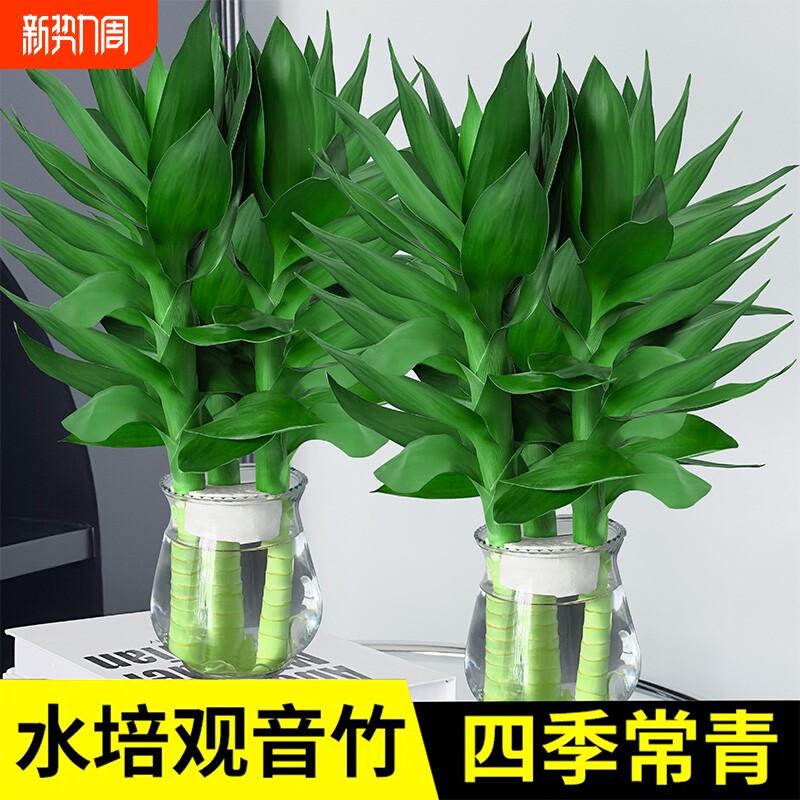 观音竹富贵竹水培植物带根花卉绿植绿萝室内盆栽转运竹子水养好养