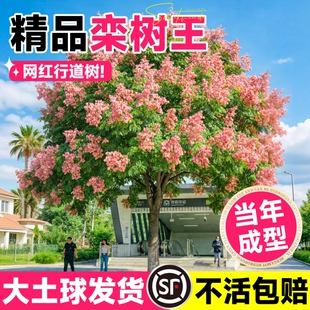 栾树树苗四季常青行道树风景大树不落叶庭院黄山栾树小苗绿化植物