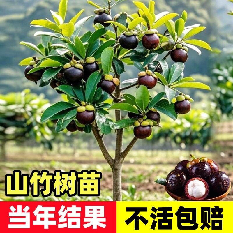 山竹果树苗泰国山竹苗南方种植四季盆栽地栽当年结果黄金水果庭院