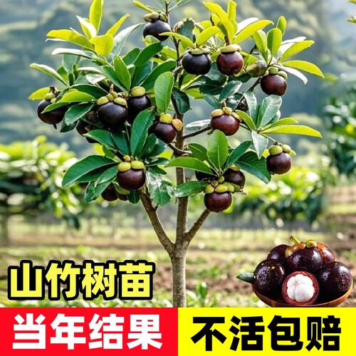释迦果苗树带果台湾凤梨嫁接果苗