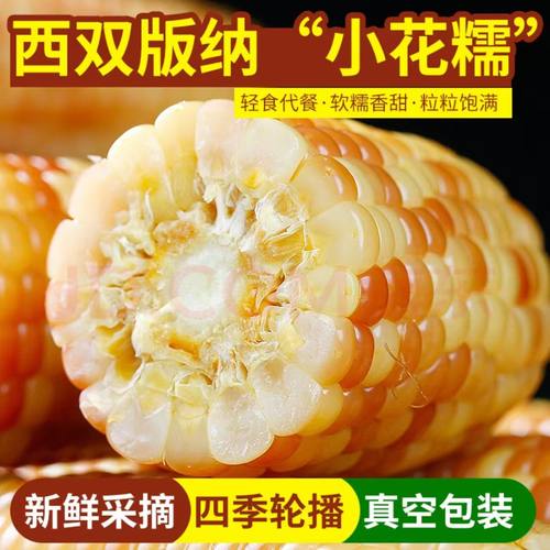 精品云南西双版纳香糯小花糯玉米包谷棒真空袋装非转基因生态粗粮