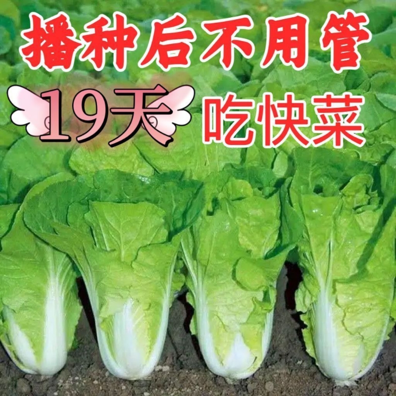 19天速生快菜四季奶油快菜鲜嫩阳台易播耐热抗病蔬菜种子大全