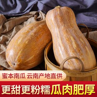 2026年云南高原蜜本南瓜批发甜糯老南瓜新鲜蔬菜产地直发整箱装