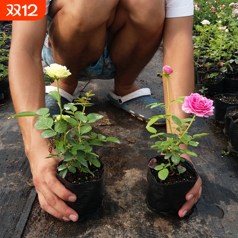 月季花苗爬藤开花植物特大花卉盆栽绿植四季玫瑰果汁阳台藤本蔷薇