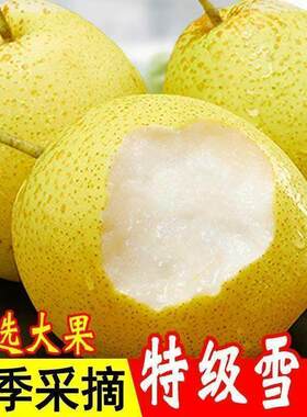 河北正宗雪梨新鲜雪花梨应季水果冰糖雪梨梨子批发当季精选现摘
