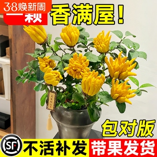 佛手树苗盆栽带果金华佛手柑盆景可食用植物阳台庭院花卉绿植好养