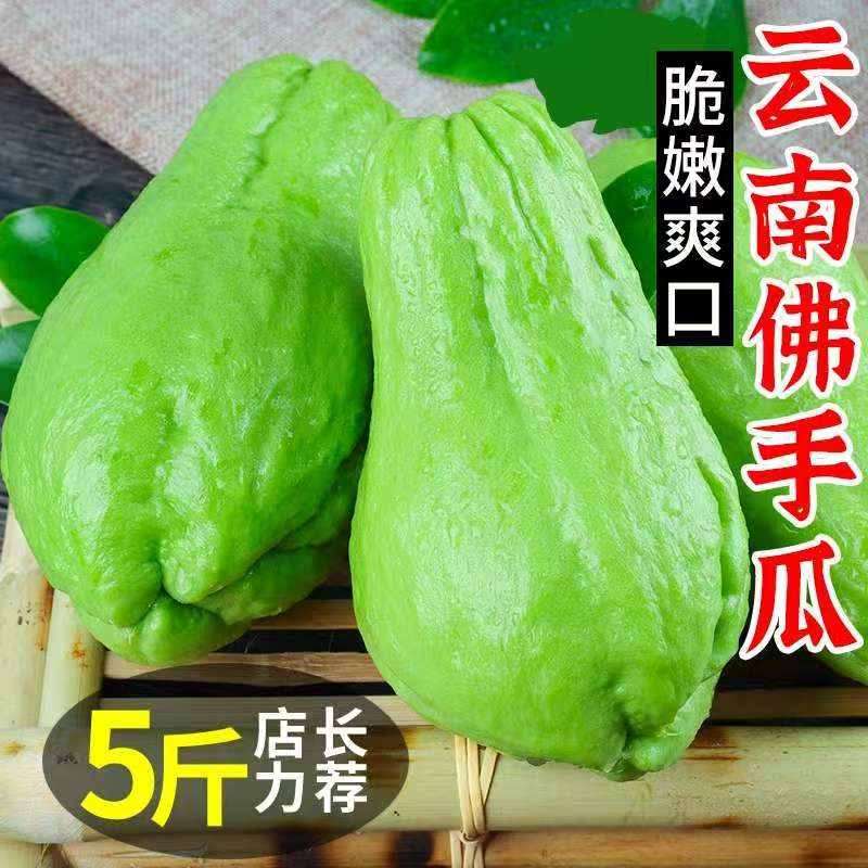 云南高山佛手瓜现摘现发