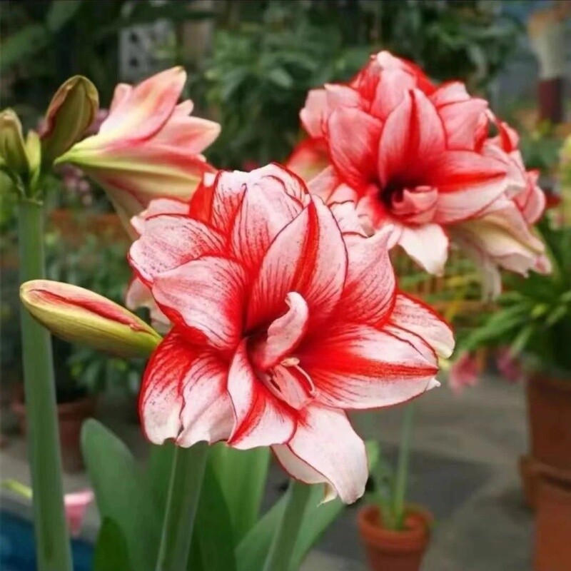 【新手推荐】重瓣朱顶红盆栽室内阳台花卉四季大全庭院好养耐活