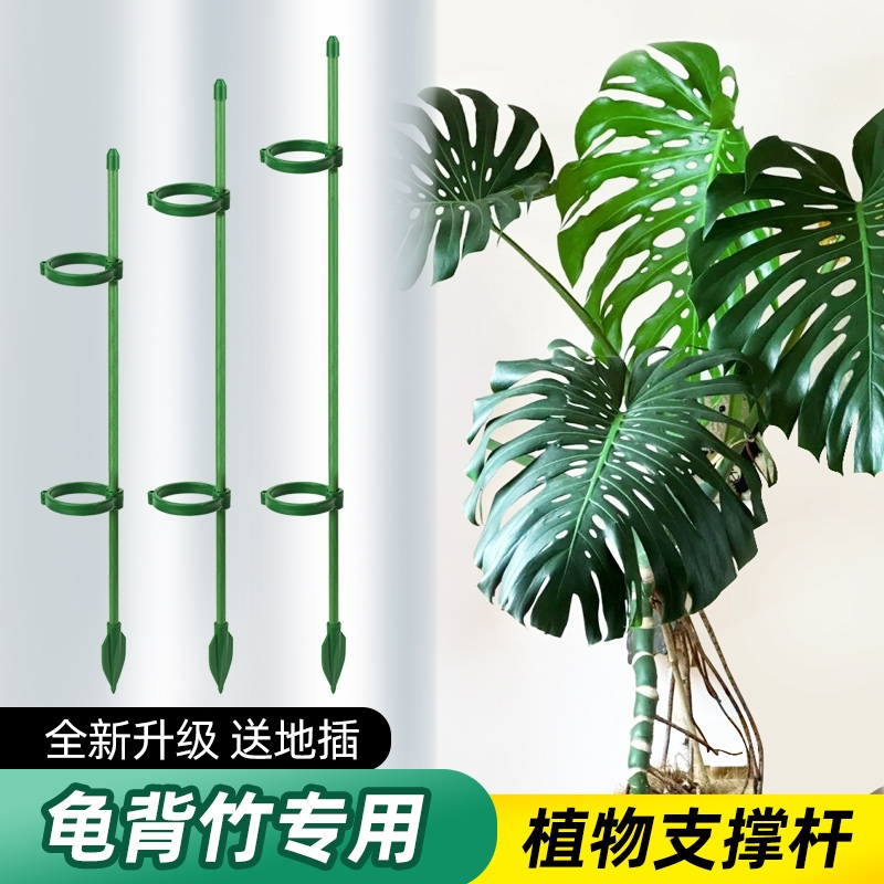 西红柿番茄辣椒固定杆爬藤吊兰园