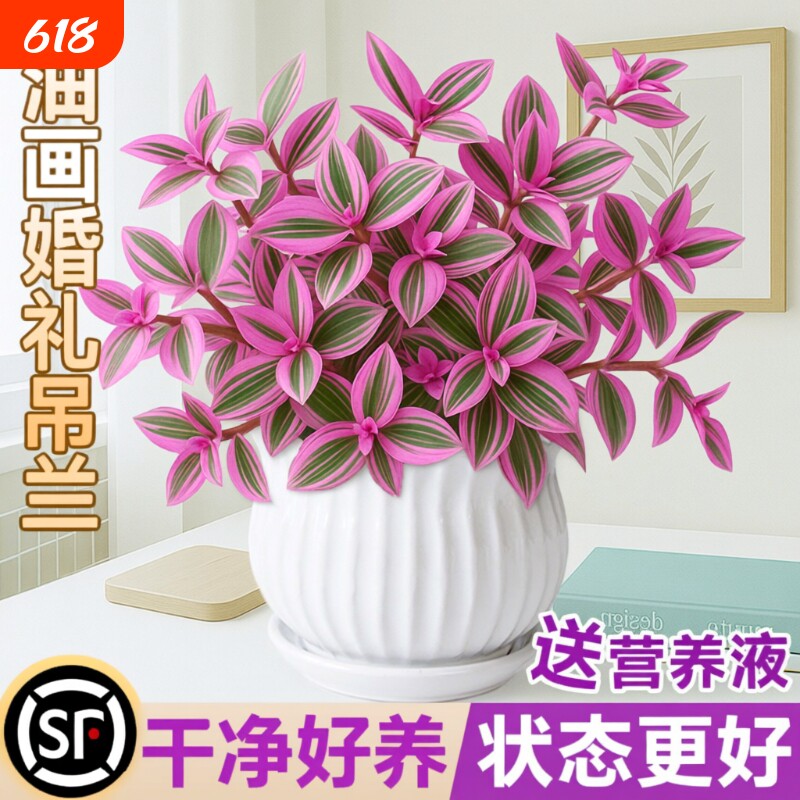 油画婚礼吊兰盆栽室内花卉绿植多肉植物锦水培客厅冬季阳台垂吊