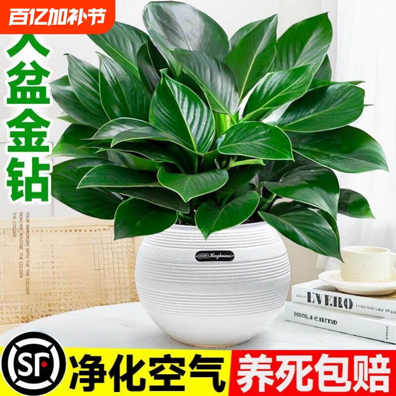 大盆金钻盆栽绿萝水培植物吸办公室内发财树绿植多肉大叶植物甲醛