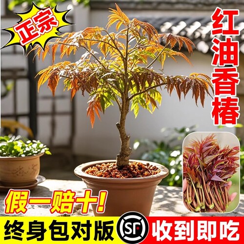 香椿苗红油香椿树苗盆栽香椿芽地栽绿油香椿当年可食用南北方种植