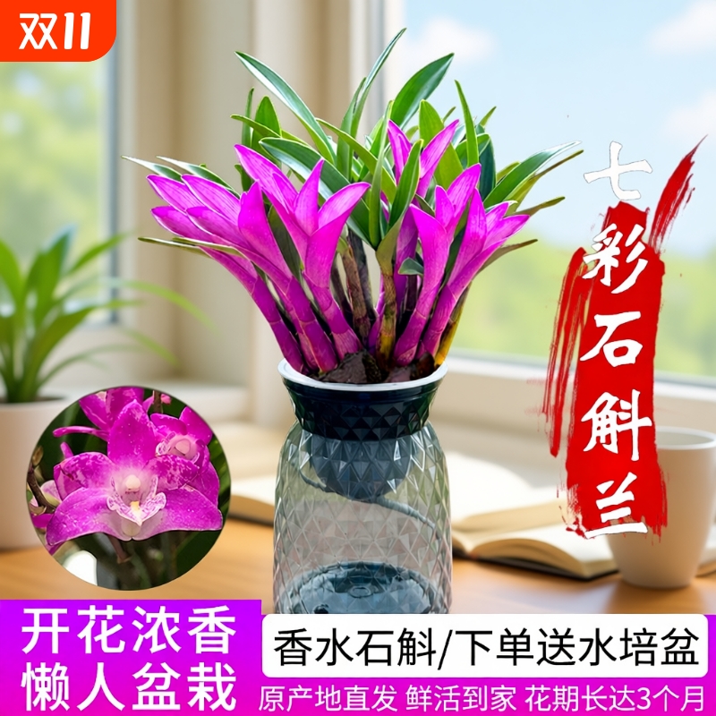 七彩香水石斛兰花四季好养绿植净化空气客厅室内水培开花盆栽花卉
