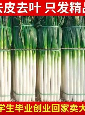 正宗精品新鲜大葱铁杆甜脆多汁章