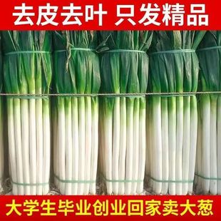 山东正宗精品新鲜大葱铁杆甜脆多汁现挖甜葱农家自种去皮半叶章丘