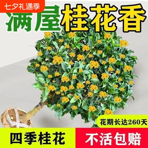 桂花树苗盆栽四季桂开花室内阳台庭院浓香型花卉绿植物金桂耐寒