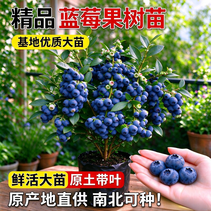 特大蓝莓树果苗现挖发货南北方种植地栽耐寒热蓝莓苗阳台盆栽水果