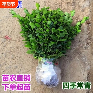 冬青树苗耐寒植物庭院绿化苗四季常青围栏篱笆专用树苗