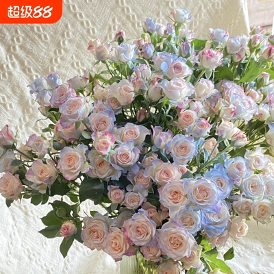 碎冰蓝喷色折射多头泡泡玫瑰云南基地鲜花水养水培直发包邮鲜切花