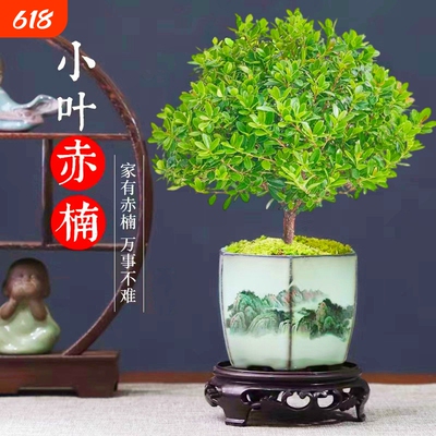 室内老桩盆景苗植物金丝楠木小叶赤楠桌面小盆栽四季好养客厅造型