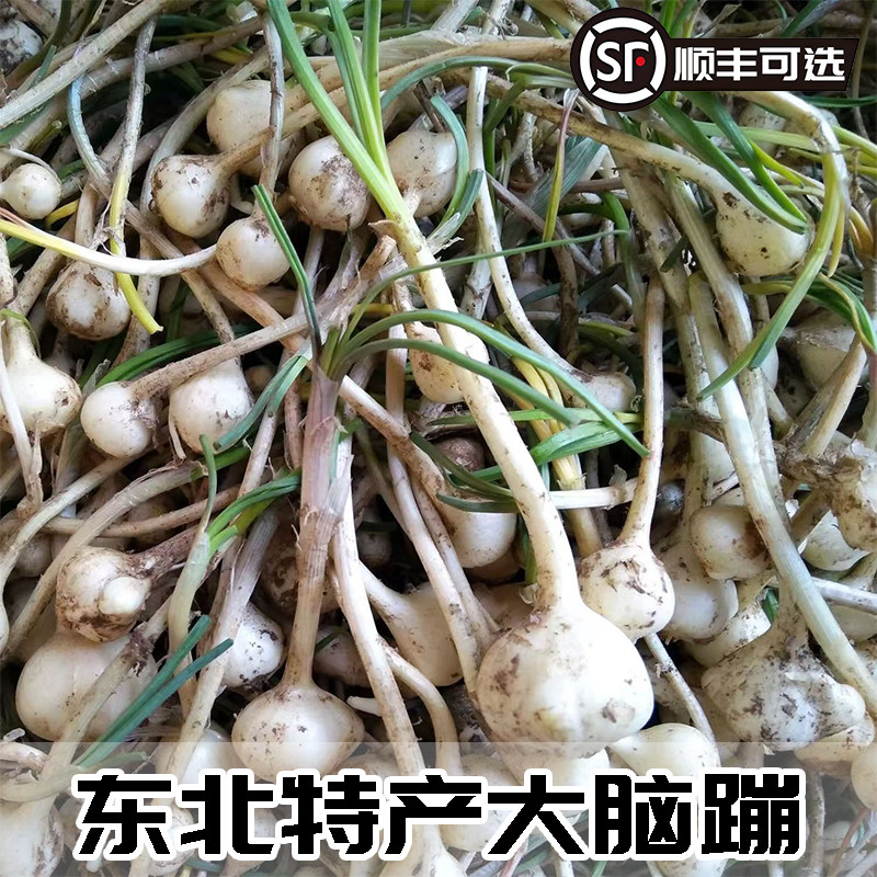 25年新货现挖小根蒜大脑瓜野生新鲜大脑蹦浸没菜山野蒜葱顺丰叶菜