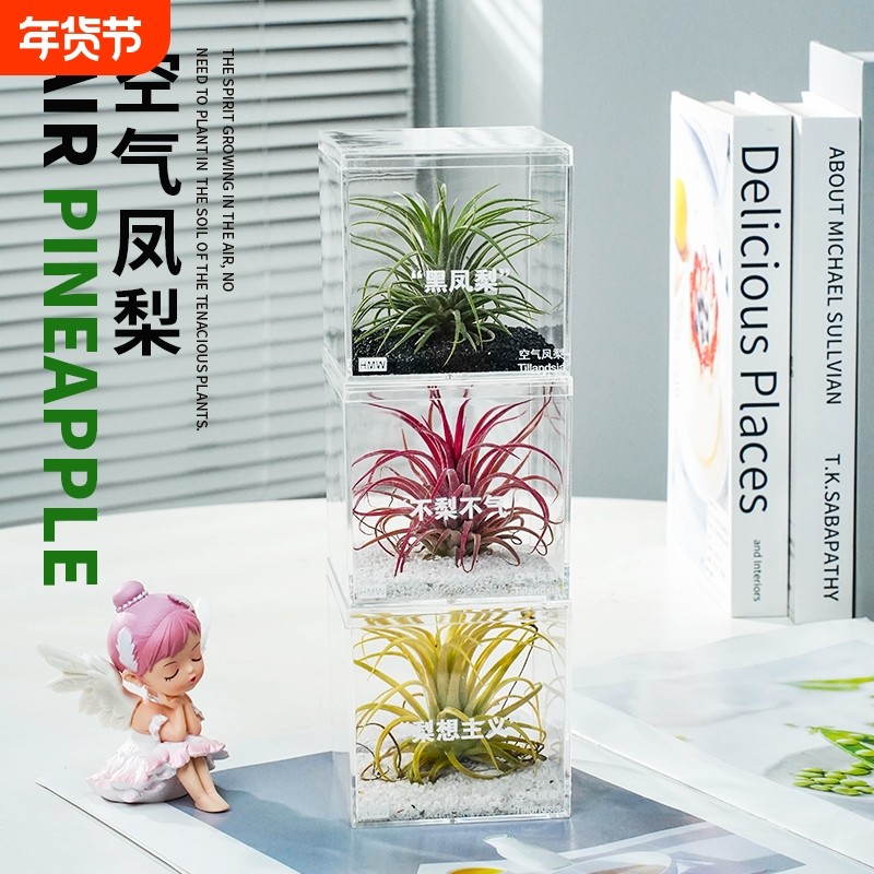 水培多肉盆栽绿植无土空气凤梨植物鲜活办公桌面室内多肉黑凤梨