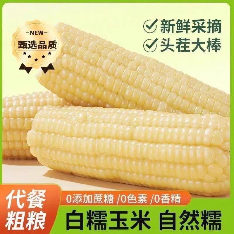 头茬东北糯玉米真空包装白糯玉米棒早餐代餐粘玉米熟黏白糯玉米
