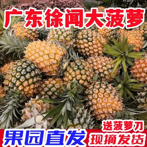 整箱净重超甜应季多汁9斤小菠萝应季水果净重9斤手撕凤梨金钻