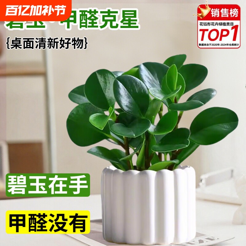 碧玉盆栽室内绿植盆景豆瓣绿净化空气美观客厅桌面小绿植四季常青