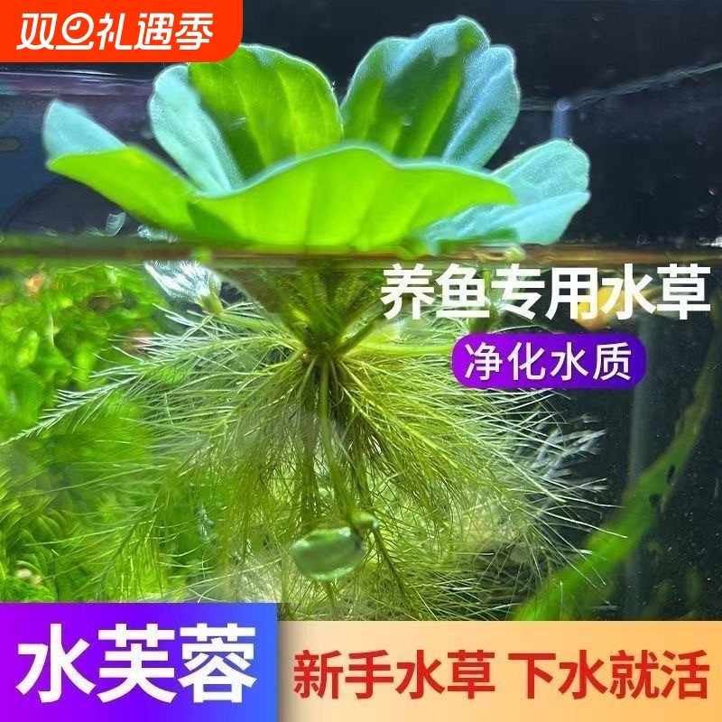 鱼缸造景水草水芙蓉浮萍鱼池净化水质植物增氧乌龟生态缸养龟养鱼