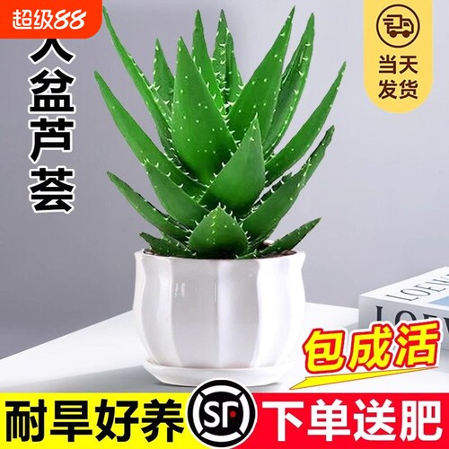 芦荟盆栽大盆室内可水培净化空气绿植仙人掌多肉植物四季好养客厅