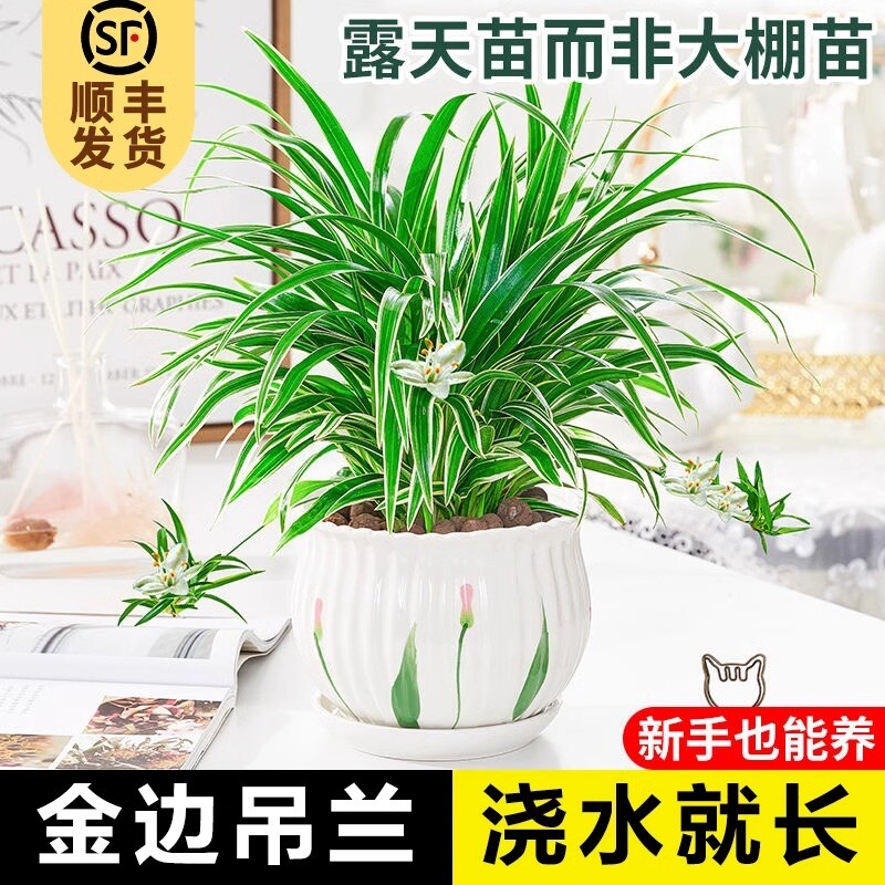 金边吊兰植物室内好养活懒人花卉盆栽桌面小绿植吸除甲醛水培垂吊