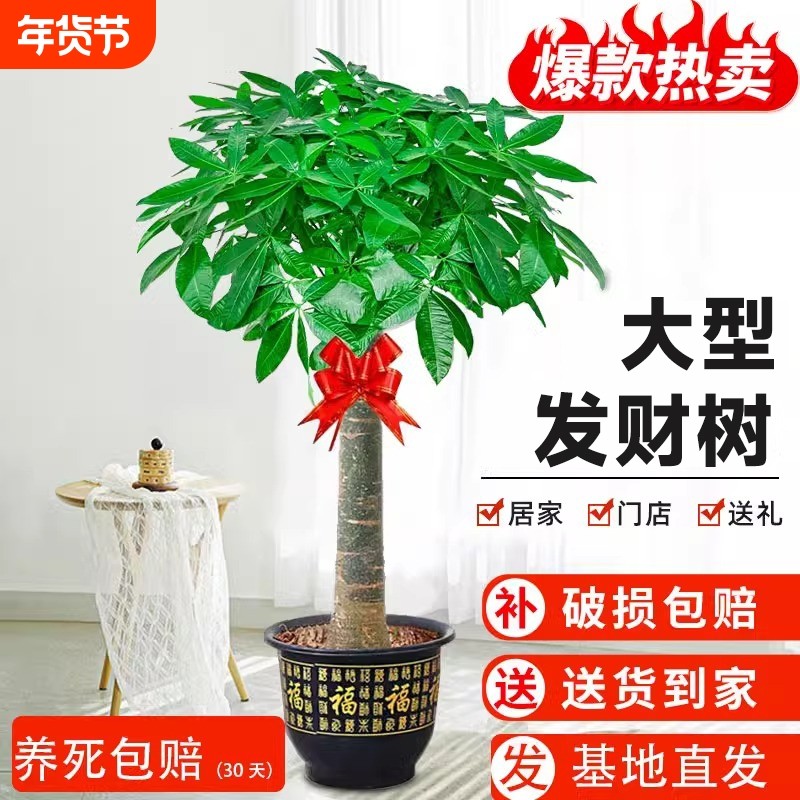 发财树盆栽大棵室内客厅大型步步高招财树植物办公室乔迁开业送礼