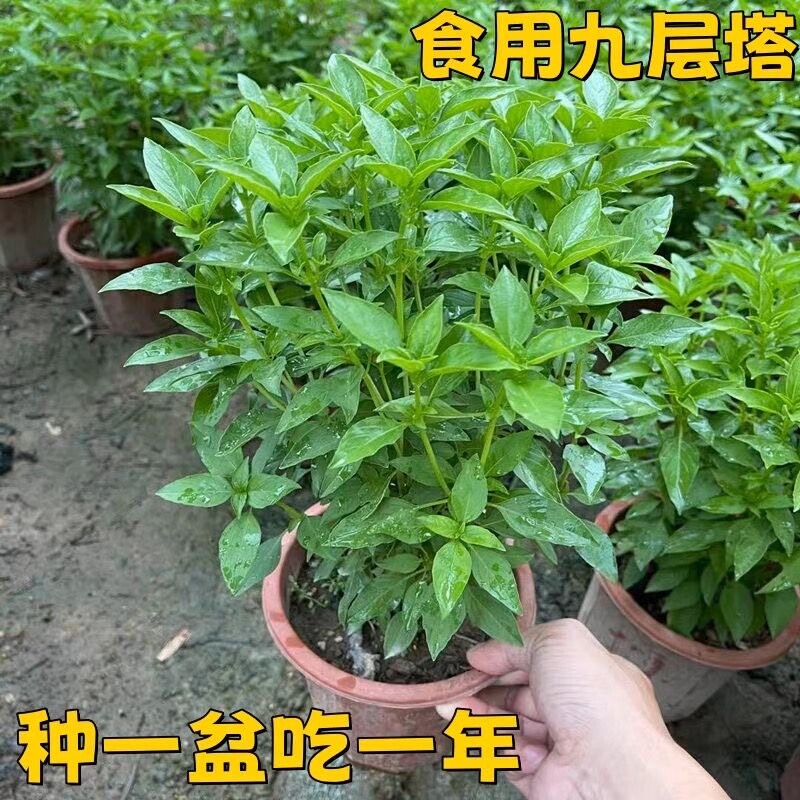 九层塔盆栽新鲜可食用香料调味三杯鸡擂茶薄荷带土罗勒潮汕金不换图片
