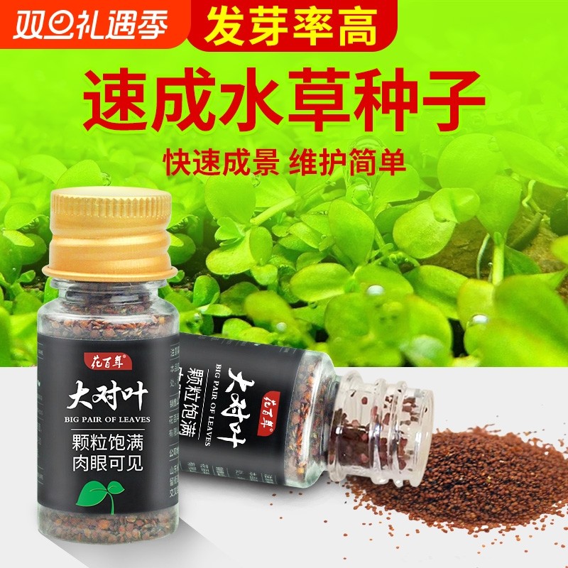 水草种子鱼缸造景套餐水草种孑植物种籽绿植前景养鱼鱼缸水底草坪